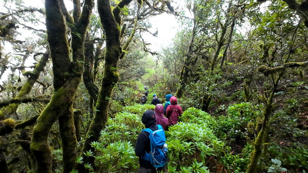 Ancient laurel forest in Garajonay