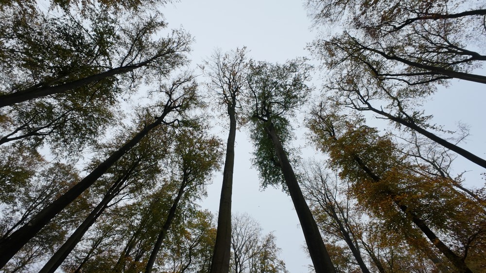 Peaceful spot in Woluwe Park 1