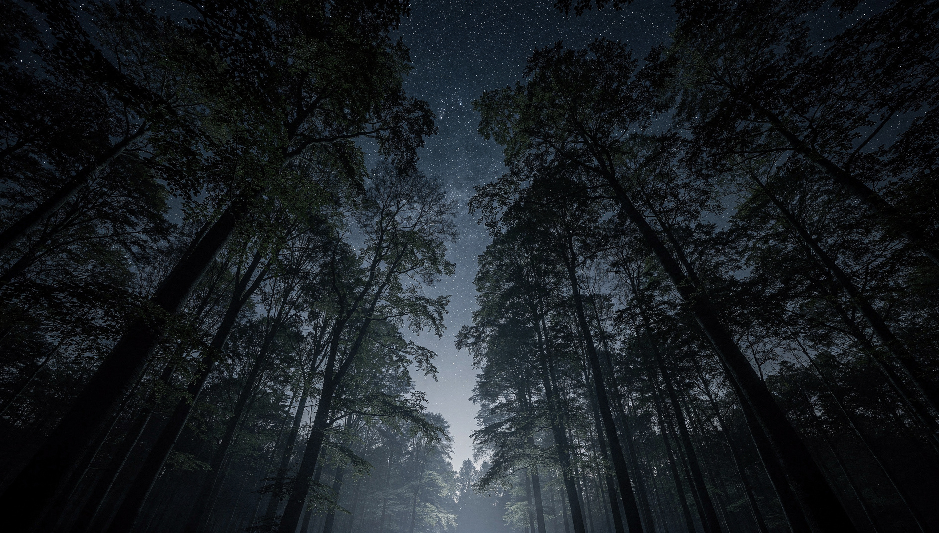 Soignes Forest at Night
