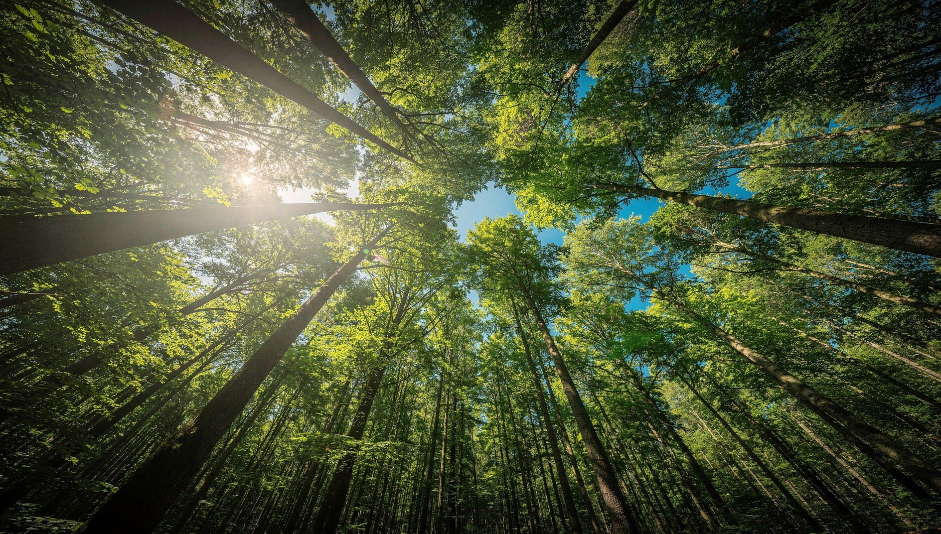 The Camp and Isolation