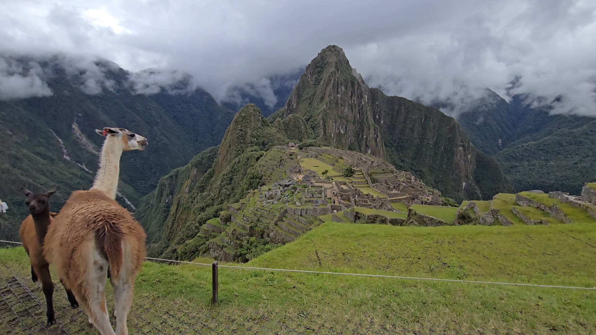 Llama in front of Machu Picchu