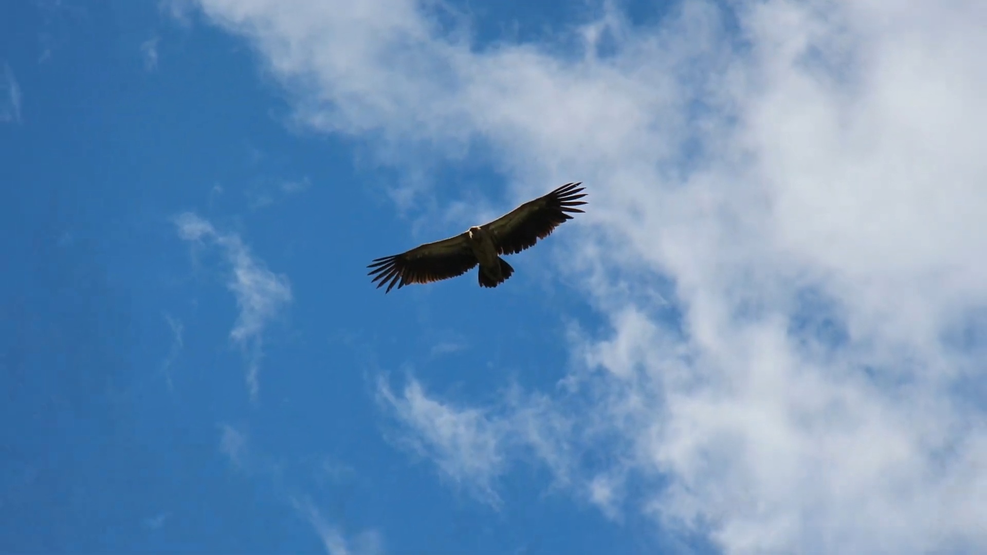 Eagle symbol representing Tengri and sacred direction