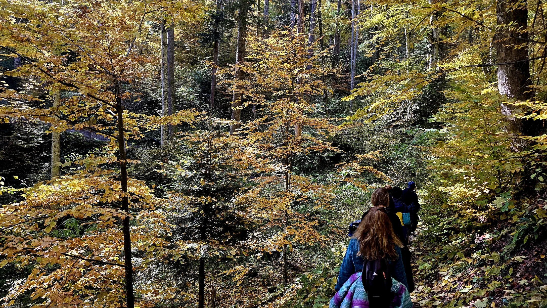 Participants walking through dense autumn forest
