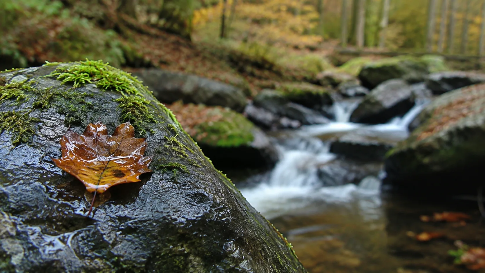 Wet autumn rock, leaf and moving water