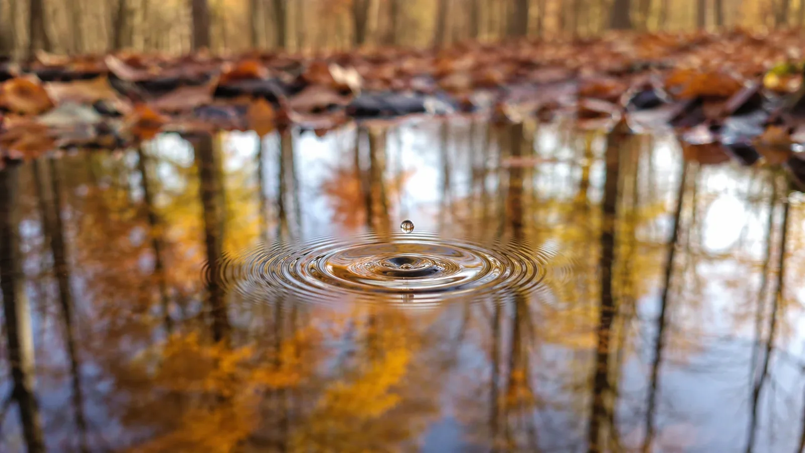 A drop creating circles across reflective autumn water