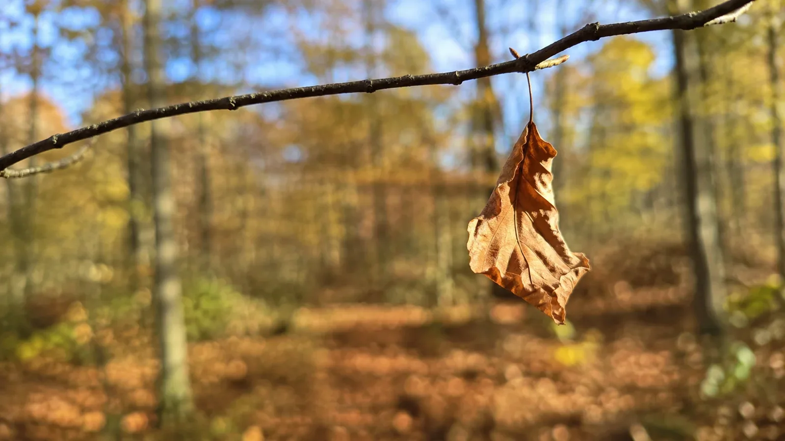 A final autumn leaf hanging from a branch