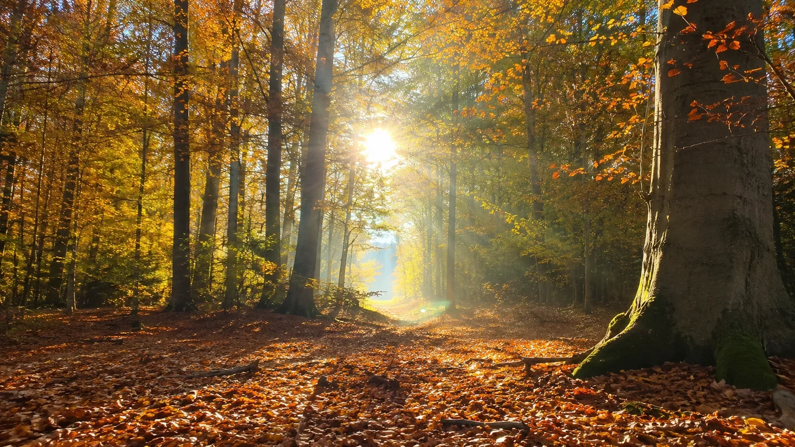 Sunlight entering an autumn forest