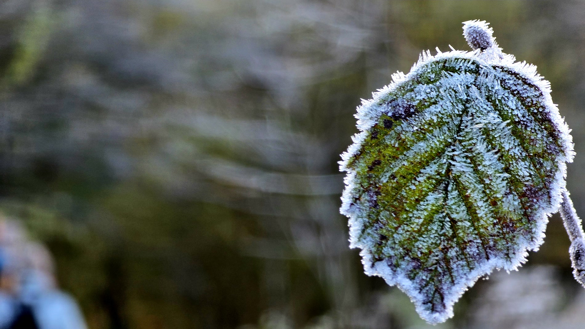 A frost-covered leaf at the threshold of autumn