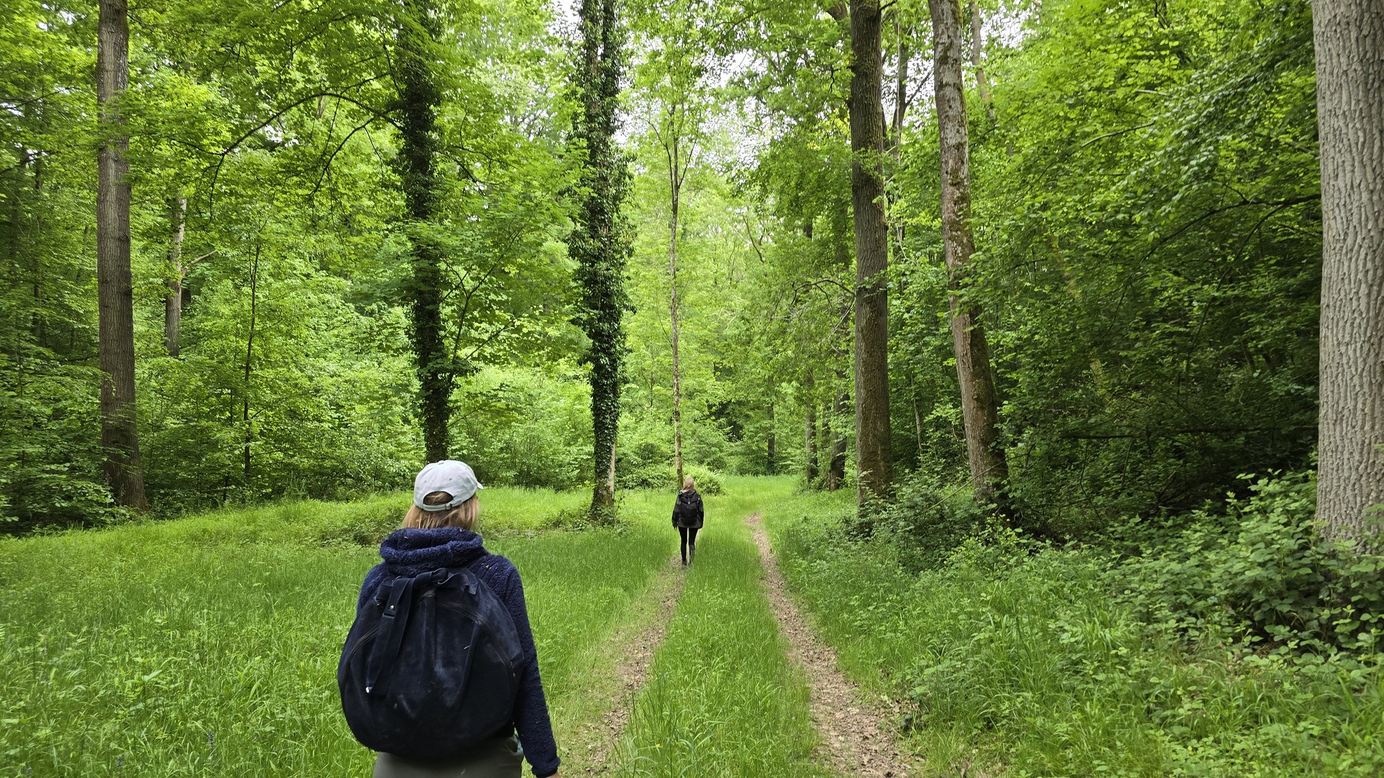 Walking forward through the forest at Furfooz