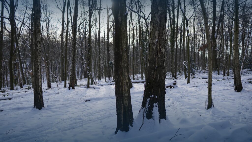 Winter Solstice Ceremony & Drum Journey featured image
